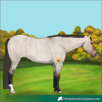 Horse Color:Bay Roan Dun 