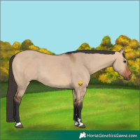 Horse Color:Bay Dun