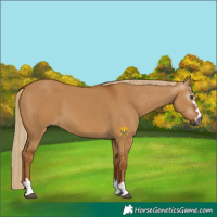 Horse Color:Gray Red Dun