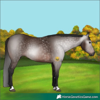 Horse Color:Gray Bay