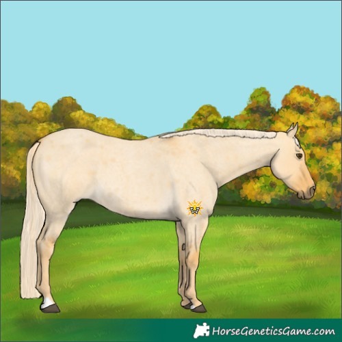 Horse Color:Palomino Roan Dun 