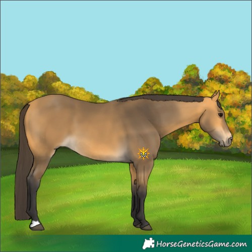 Horse Color:Buckskin