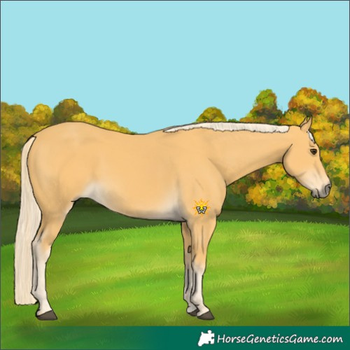 Horse Color:Palomino