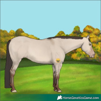 Horse Color:Sable Champagne Dun