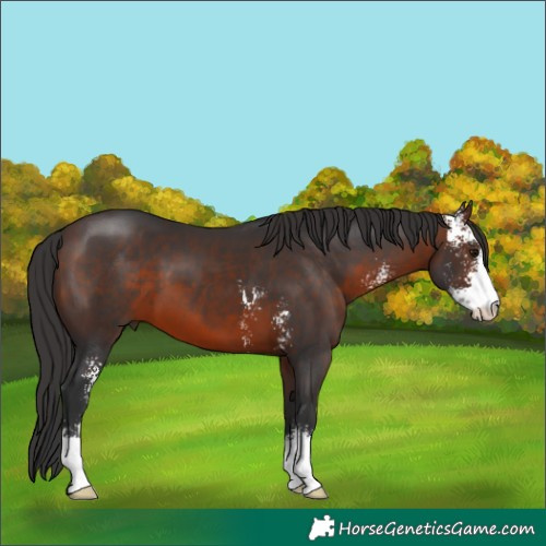 Horse Color:Brown Sabino