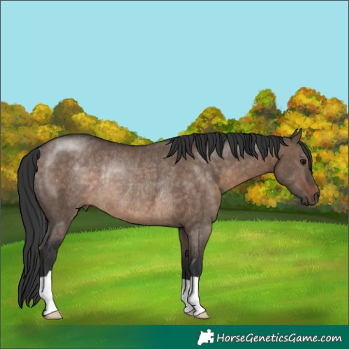 Horse Color:Brown Dun Rabicano 