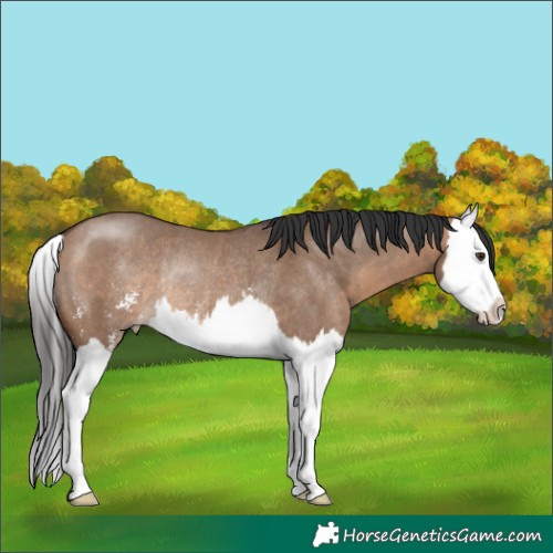 Horse Color:Brown Dun Sabino Splash Rabicano 