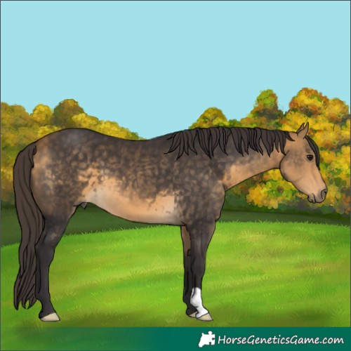 Horse Color:Buckskin 
