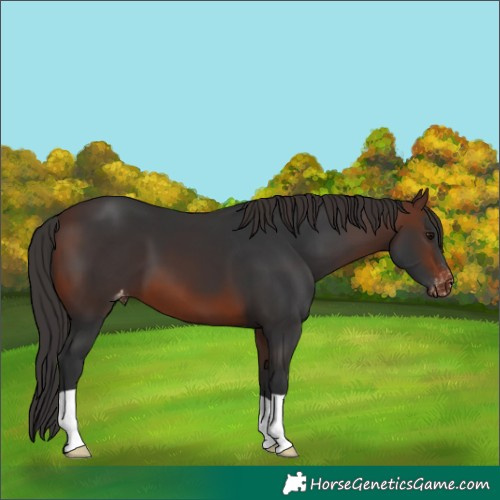 Horse Color:Brown Appaloosa 