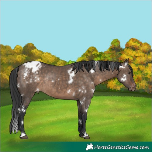 Horse Color:White Spotted Brown Dun Appaloosa Rabicano 