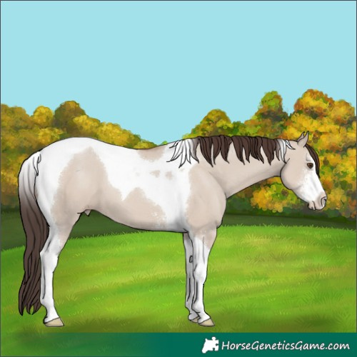 Horse Color:Classic Champagne Dun Sabino Tobiano 