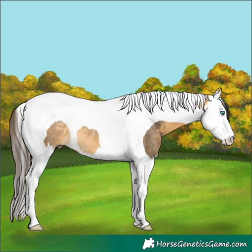 Horse Color:Buckskin Splash Tobiano Rabicano 