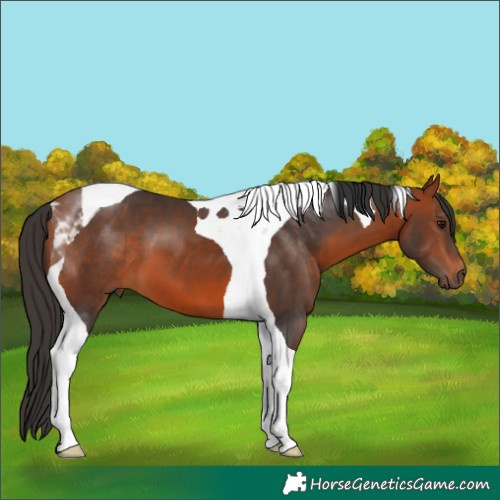 Horse Color:Bay Tobiano 