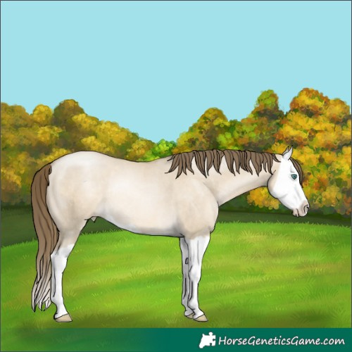Horse Color:Smoky Grullo Pearl Splash Rabicano 