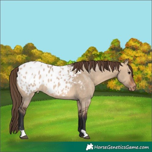 Horse Color:Bay Dun Appaloosa 
