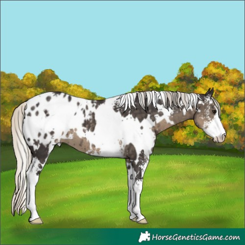 Horse Color:White Spotted Silver Smoky Black Sabino Appaloosa 
