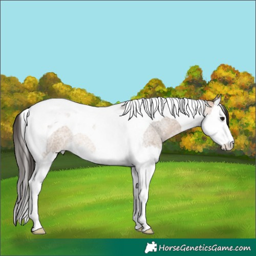 Horse Color:Bay Roan Dun Splash Tobiano Rabicano 