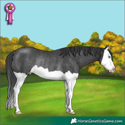 Horse Color:Black Splash Rabicano 