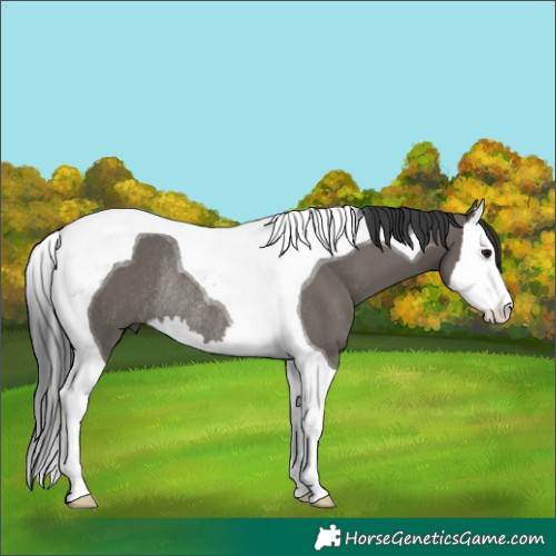 Horse Color:Grullo Splash Tobiano Rabicano 