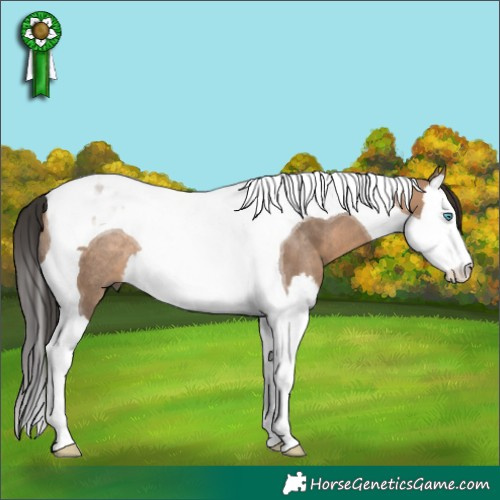 Horse Color:Brown Dun Splash Tobiano Rabicano 