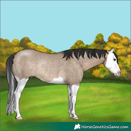 Horse Color:Brown Dun Splash Rabicano 