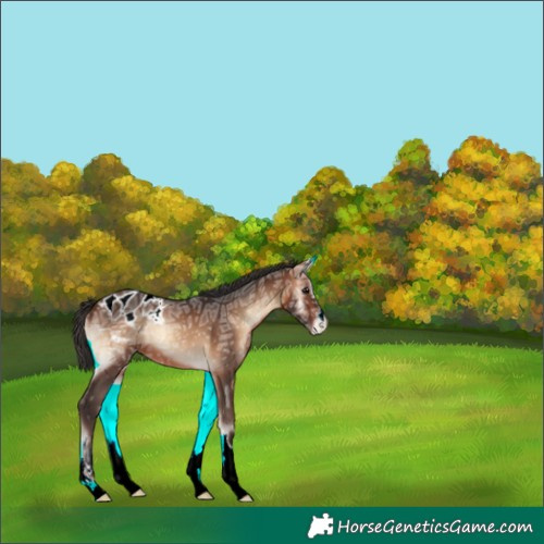 Horse Color:Brown Ice Onyx Appaloosa