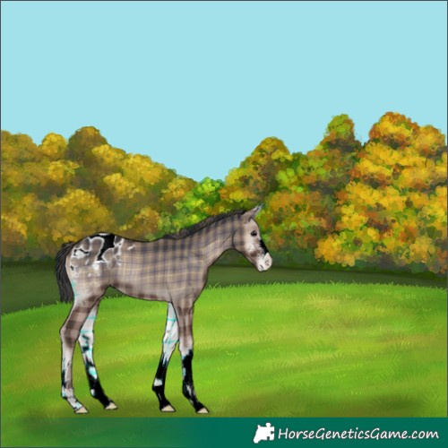 Horse Color:Plaid  Blue Onyx Appaloosa 