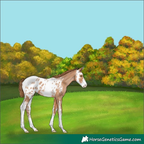 Horse Color:Brown Pearl Sabino Appaloosa 