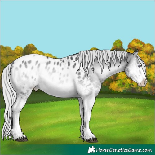 Horse Color:White Spotted Silver Brown Chinchilla Onyx Tobiano Appaloosa 
