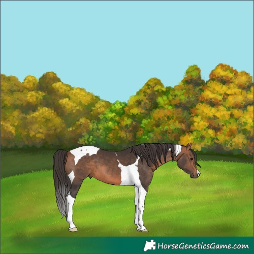 Horse Color:Bay Tobiano 