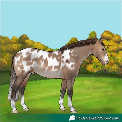Horse Color:Brown Dun Appaloosa 
