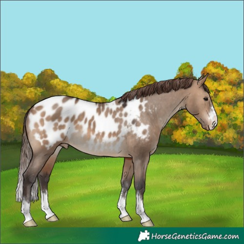 Horse Color:Brown Dun Appaloosa 
