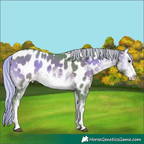 Horse Color:Platinum Watercolor White Spotted Silver Brown Onyx Appaloosa 