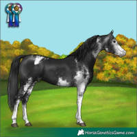 Horse Color:Gray White Spotted Black Appaloosa