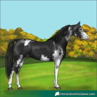 Horse Color:Gray White Spotted Black Appaloosa 
