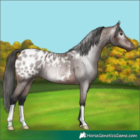 Horse Color:Gray Bay Roan Near Leopard