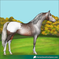 Horse Color:Gray Silver Bay Sabino Snowcap