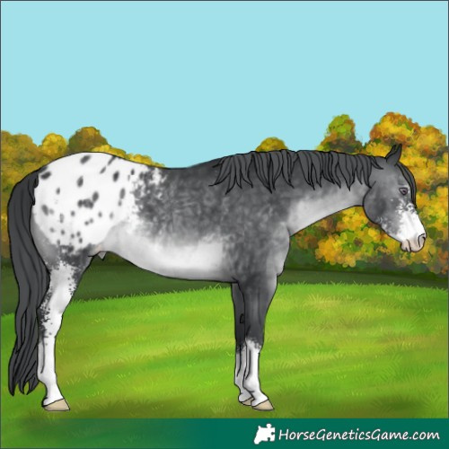 Horse Color:Brown Chinchilla Sabino Appaloosa 