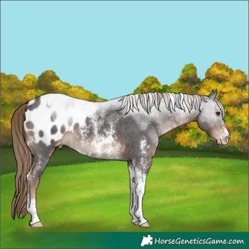 Horse Color:Liver Chestnut Sabino Tobiano Appaloosa 