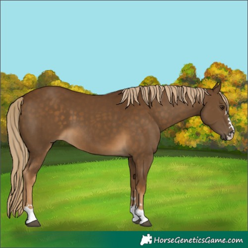 Horse Color:Chocolate Palomino