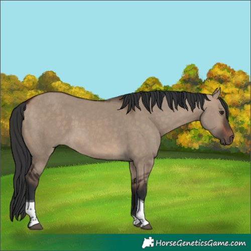 Horse Color:Brown Dun Tobiano 