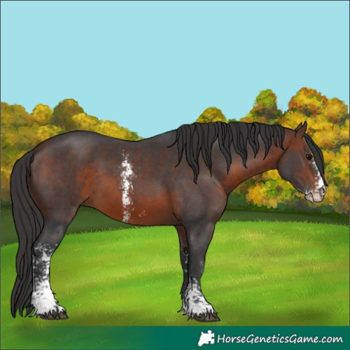 Horse Color:Brown Sabino 