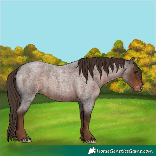 Horse Color:Liver Red Roan Appaloosa