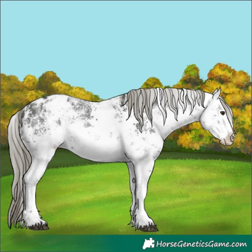 Horse Color:White Spotted Liver Chestnut Mushroom Sabino Appaloosa