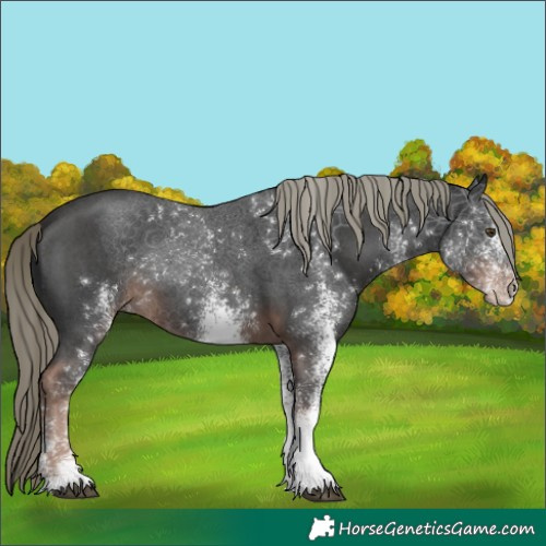 Horse Color:White Spotted Liver Chestnut Mushroom