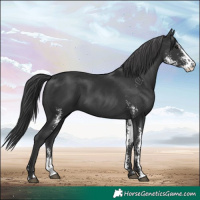 Horse Color:Black Sabino