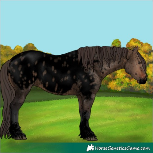 Horse Color:Void Brown Roan Dun Sabino Appaloosa