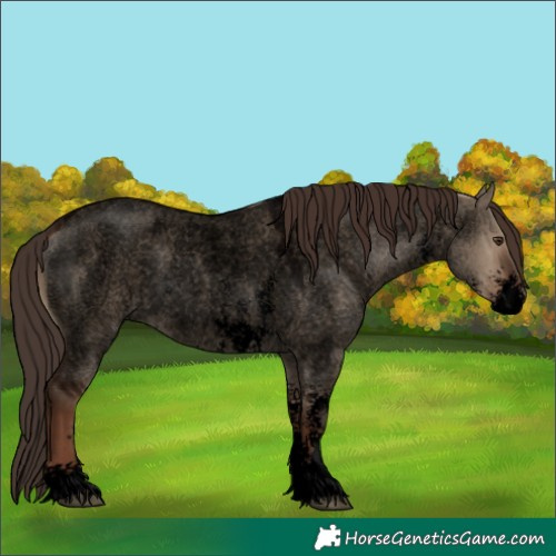 Horse Color:Void Liver Red Dun Roan Sabino 