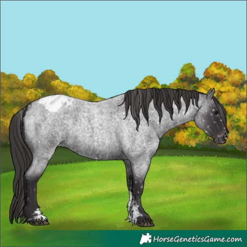 Horse Color:Smoky Blue Roan Sabino Appaloosa 