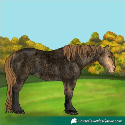 Horse Color:Void Buckskin Roan Dun Appaloosa